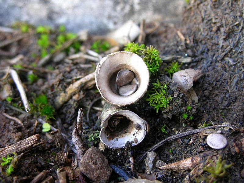 Cyathus olla